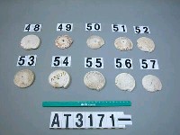 藏品(芋螺貝)的圖片